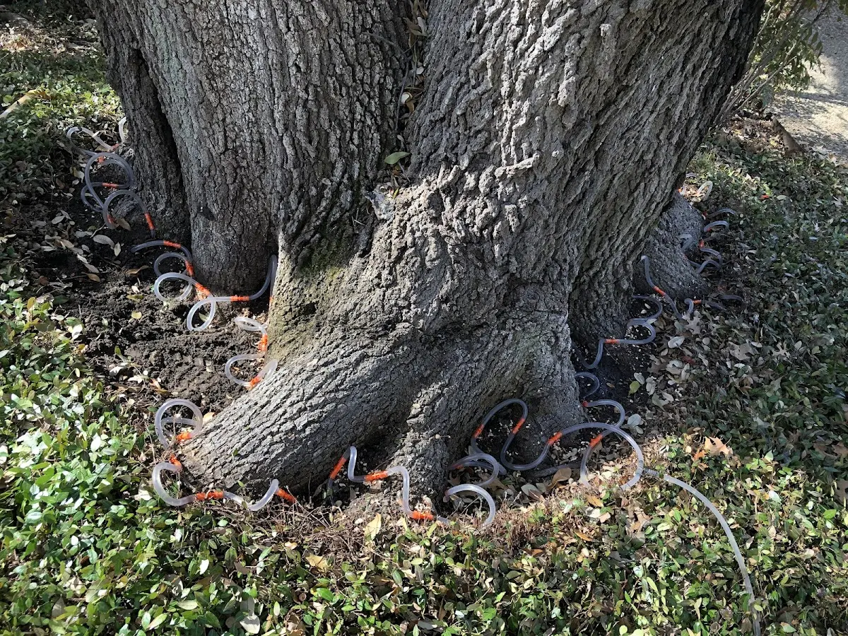 Detailed Tree Cabling and Bracing job site in Byrnedale