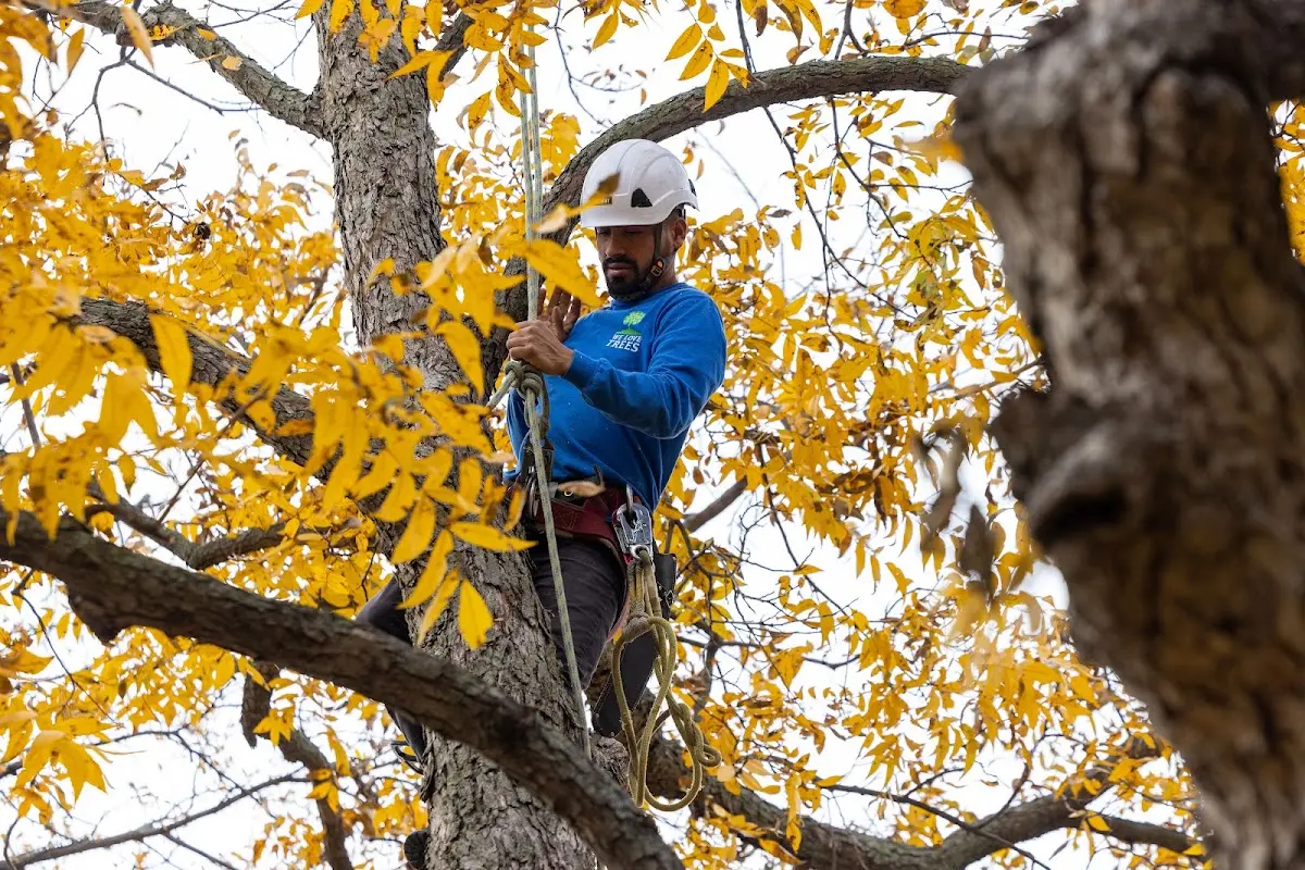 Skilled Tree Pruning crew working in Byrnedale