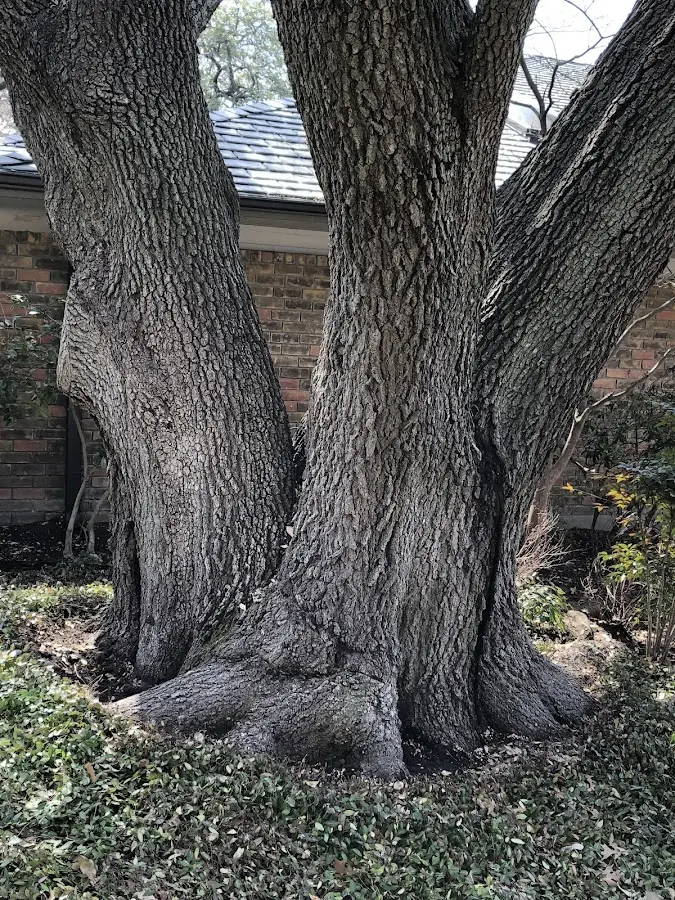 Mature heritage tree close to a Byrnedale property cared for by certified arborists